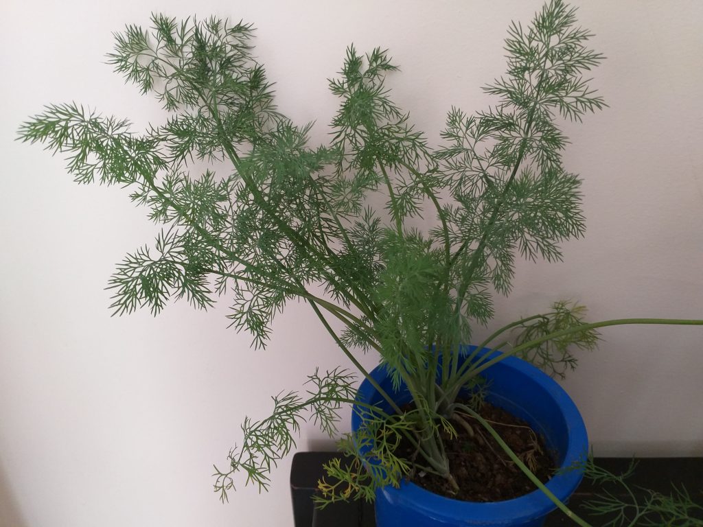 Seedlings Dill – SOWGREEN ORGANIC FARMS